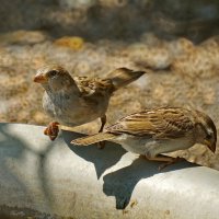 Воробей - почти домашняя птица...-) :: Николай Саржанов