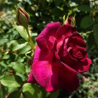 Ах, эти розы, их живая роскошь - Отточен каждый нежный лепесток.... :: Галина 