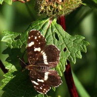 Бабочки летают, бабочки ... :: Vlad Сергиевич