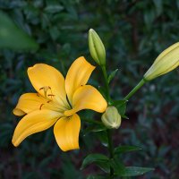 Золотая краса :: Светлана Золотая краса :: Светлана