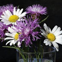 Полевые цветы :: Oleg S