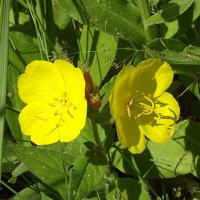 Энотера :: Freddy 97