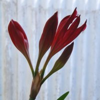 Отцветает валлота. :: сергей ермошкин Отцветает валлота. :: сергей ермошкин