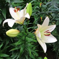 Белые лилии :: Андрей Снегерёв