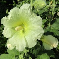 Мальва :: Galaelina *** Мальва :: Galaelina ***