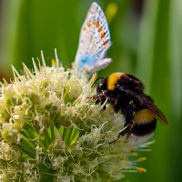 За одним столом) :: Светлана SvetNika17 За одним столом) :: Светлана SvetNika17