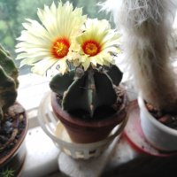 Зацвёл. ) :: Игорь Ч.