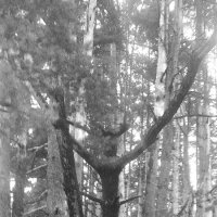 Лесной Дух с посохом :: Ирина 