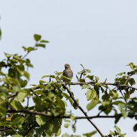 Июльские мгновения :: Serega  