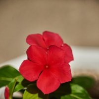 Красная Петуния :: Александр Леонов Красная Петуния :: Александр Леонов