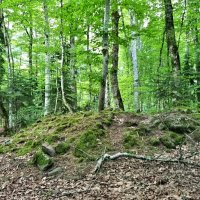 СЕВЕРНЫЙ КАВКАЗ :: Tata Wolf