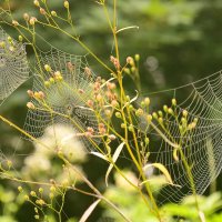 summer :: Elena Wymann