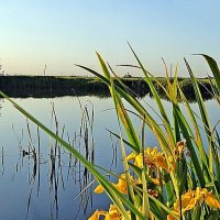 У озера... :: Елена 