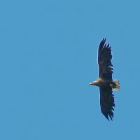 орлан белохвост :: gawrilа - dan орлан белохвост :: gawrilа - dan