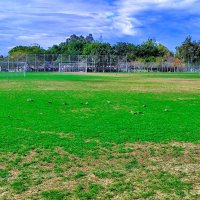 НА ЛУГУ ПАСУТСЯ ... :: Анатолий Малобродский НА ЛУГУ ПАСУТСЯ ... :: Анатолий Малобродский