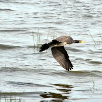 Баклан :: Алексей .