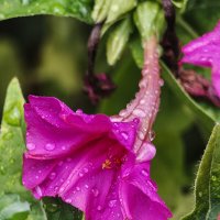 Ночная красавица в бриллиантах :: Валерий Ткаченко