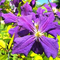 Клематис :: Наталья 