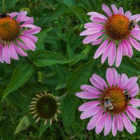 Эхинацея пурпурная. :: Борис Калитенко