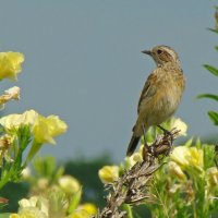 чекан луговой :: gawrilа - dan