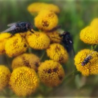 Маленький Мух..) :: AZ east3