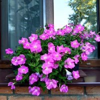 Городские цветы :: Мария Васильева Городские цветы :: Мария Васильева