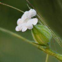 *** :: Надежда Куркина 