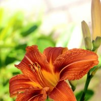 Рыжий июль :: Наталья Герасимова Рыжий июль :: Наталья Герасимова