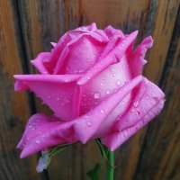 Очень разные розы :: Андрей Лукьянов