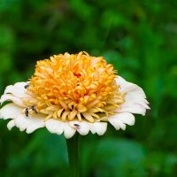 Лето и цветы. :: Милешкин Владимир Алексеевич 