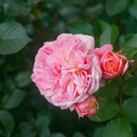 В розарии ботанического сада :: Ольга 