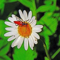 Июль...Жучок и цветок! :: Владимир 