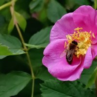 Макро мир вокруг нас... :: Николай Саржанов Макро мир вокруг нас... :: Николай Саржанов