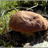 *** :: Aleksandr Gal