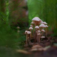Грибные истории. Группировка :: Василий Прудников