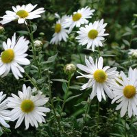 Ромашки :: Рита Симонова