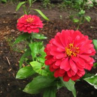 Циннии цветут :: Людмила Смородинская Циннии цветут :: Людмила Смородинская