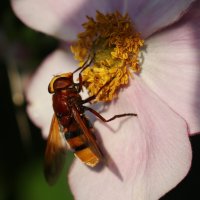 Утро :: Юрий. Шмаков