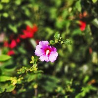 Радостная петуния :: Юрий Гайворонскiий Радостная петуния :: Юрий Гайворонскiий