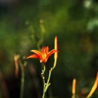 Лилейник и солнце :: Юрий Гайворонскiий Лилейник и солнце :: Юрий Гайворонскiий