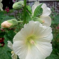 Мальва :: Елена Семигина Мальва :: Елена Семигина