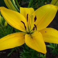 Жёлтая лилия крупным планом :: Александр Синдерёв