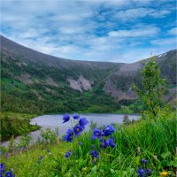 Цветы аквилегии на фоне горного озера :: Алексей Мезенцев