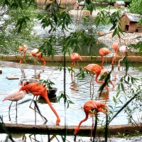 Фламинго в Московском зоопарке. :: Татьяна Помогалова Фламинго в Московском зоопарке. :: Татьяна Помогалова