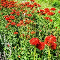 Зорька обыкновенная :: Анатолий Колосов