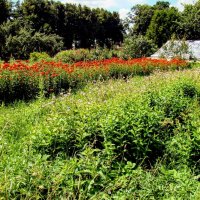 Луга и теплица,,, :: Анатолий Колосов Луга и теплица,,, :: Анатолий Колосов