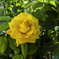 Наши цветы :: Валентин Семчишин