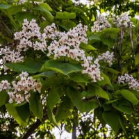 Цветёт катальпа :: Анатолий Чикчирный