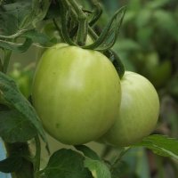 Помидорки :: Freddy 97