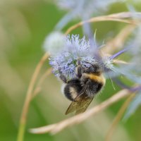 Шмель и синеголовник :: Александр 